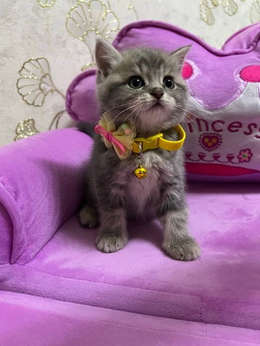 Продается котята , смесь золотая шиншилла и британский