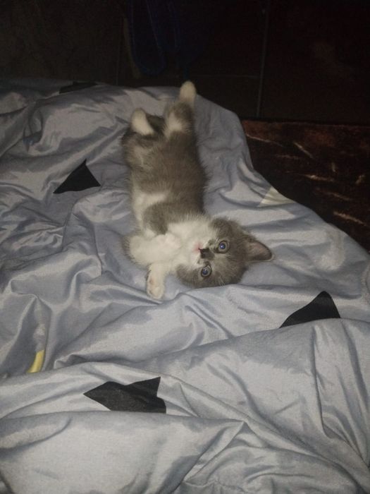 Отдам котенка в добрые руки