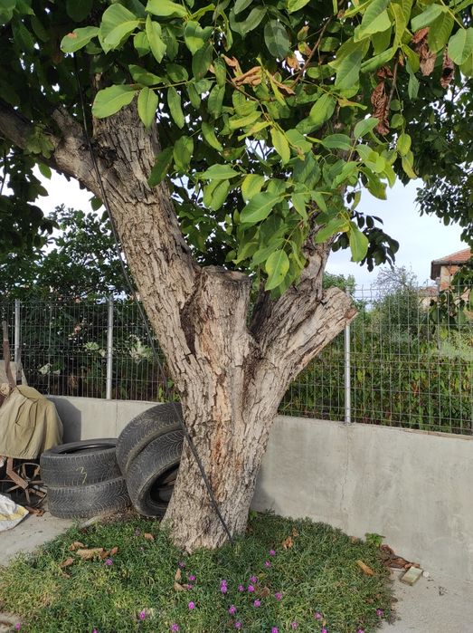 Орех на 40 години