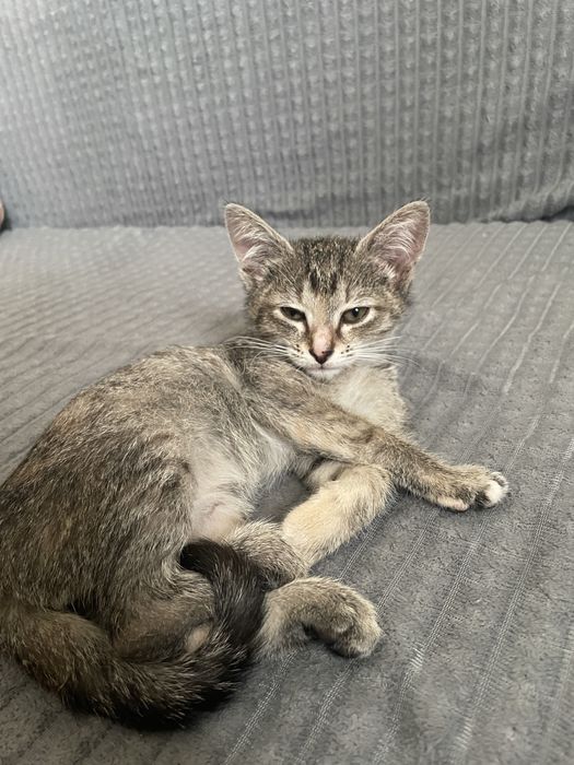Котенок ищет семью
