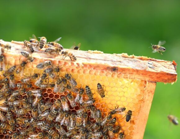 Asal ari oylasi sotiladi