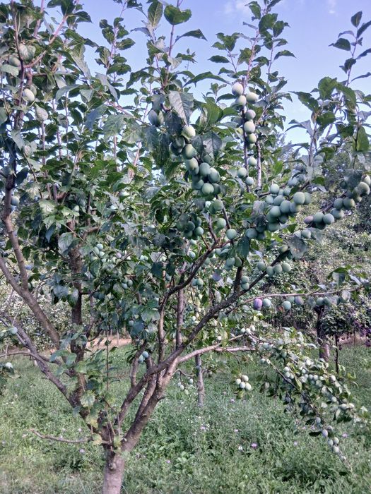 Prune anaspet si arjan