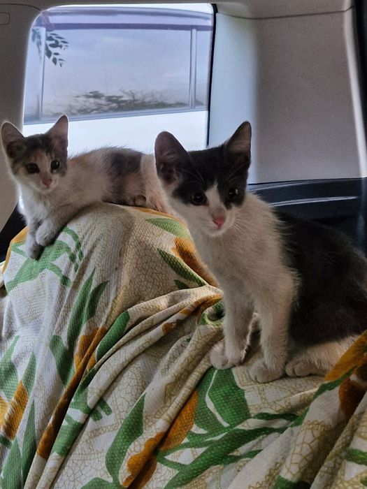 Отдам котят бесплатно