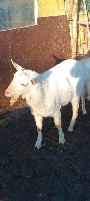 Vând țapi alpin francez și sannen