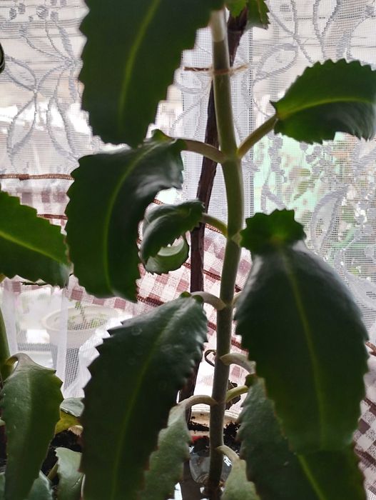 Продаю лечебный Каланхоэ, район Саяхата.