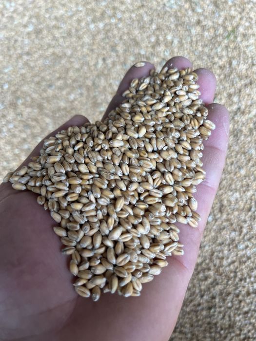 Porumb 2025!!!//////