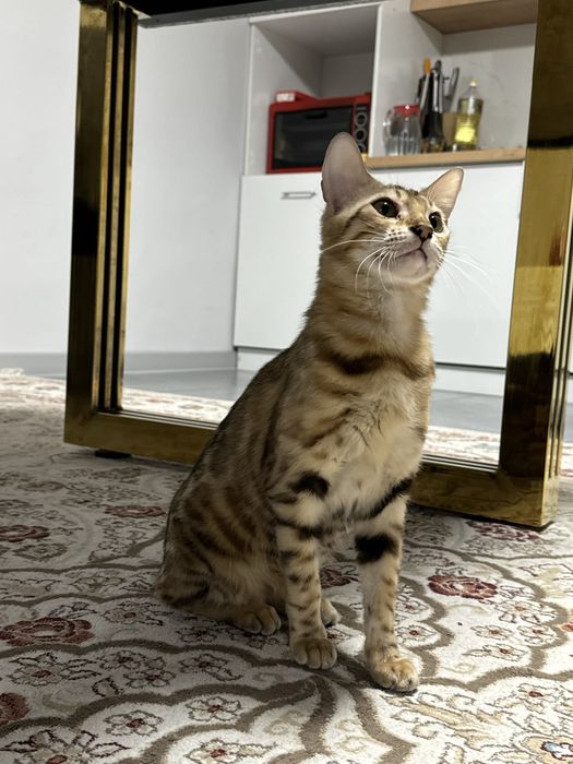 Кошка бенгальская