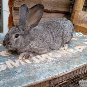 Продам мясо кролика