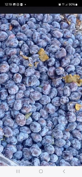 Prune pentru țuică sau pălincă românești copți și dulci 100% Transport gratuit livrare rapidă aștept clienți!
