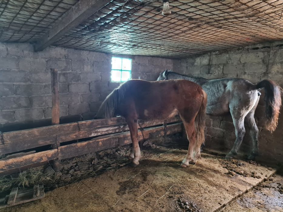 Тай сатылады еркек