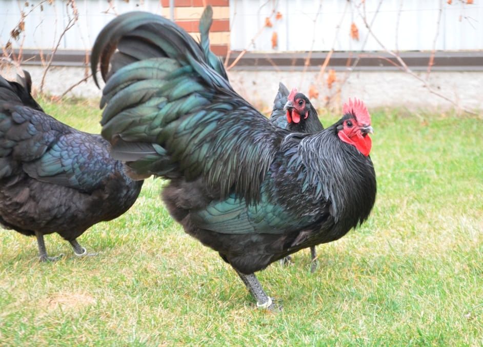 Avstralorp Ruminiya kul splesh qora sotiladi