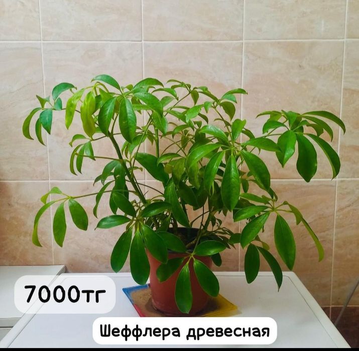 Комнатние растения
