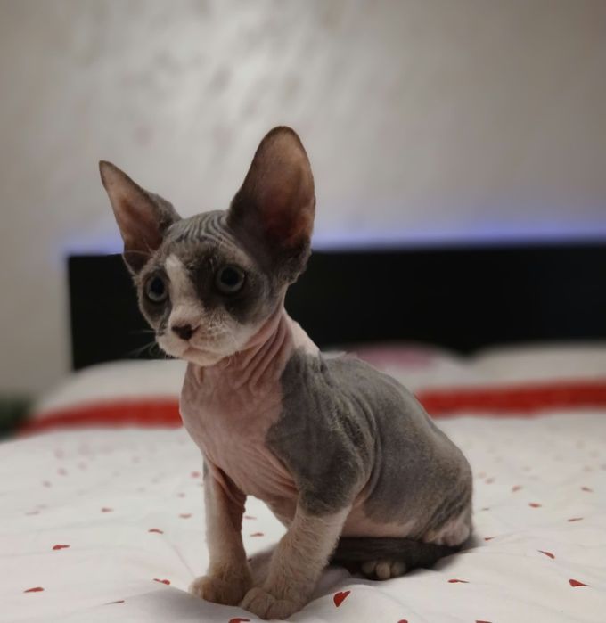 Fetiță sphinx/sfinx deosebita