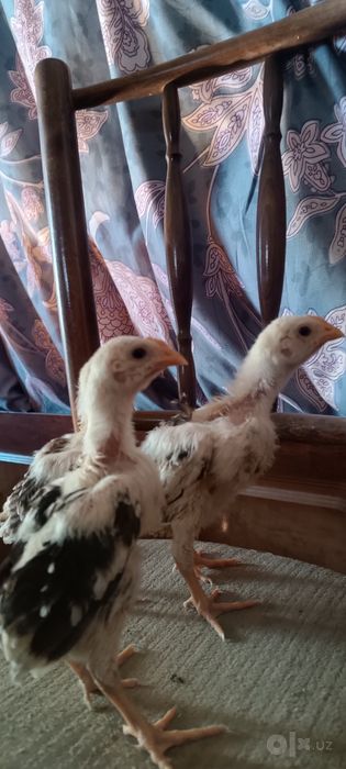 Шалпан жужалар сотувда