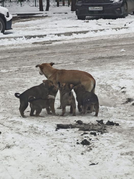 Щенки ищут добрые руки