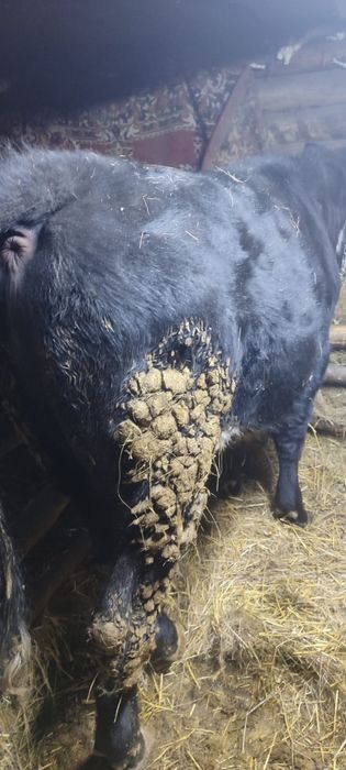 Бык на продажу есть торг на месте