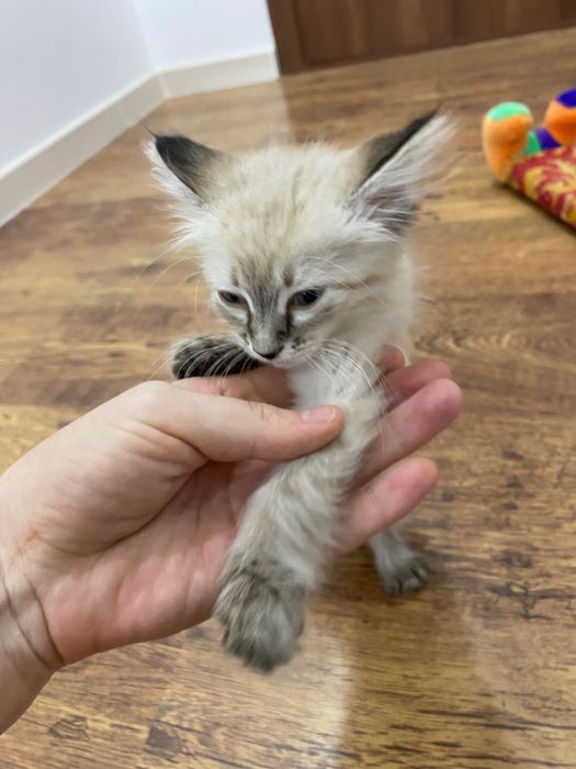 Отдадим в добрые руки котенка