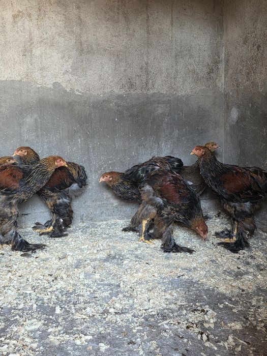 Tineret Brahma potârnichiu pe negru disponibili