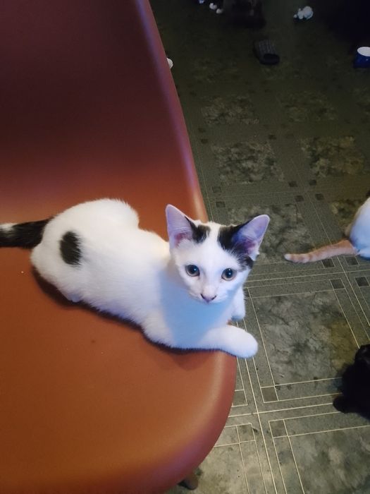 Котята милые, ласковые!