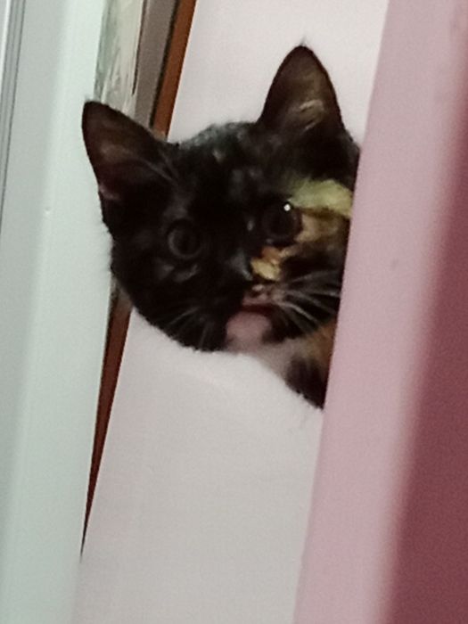 Электрик .elektrika.сантехник хизмати