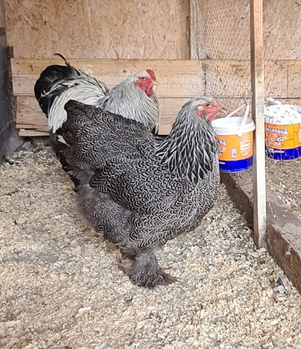 Ouă incubat păsări de rasă