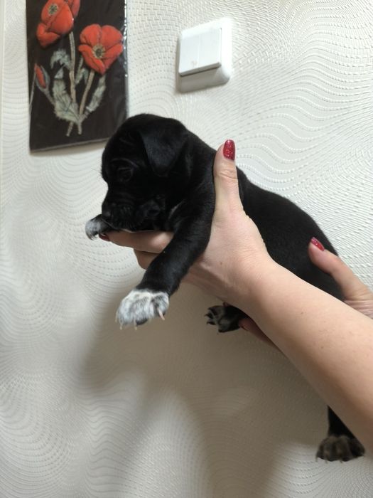 Две радостных пиратки!