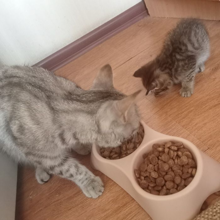 Кошка с котёнком СРОЧНО