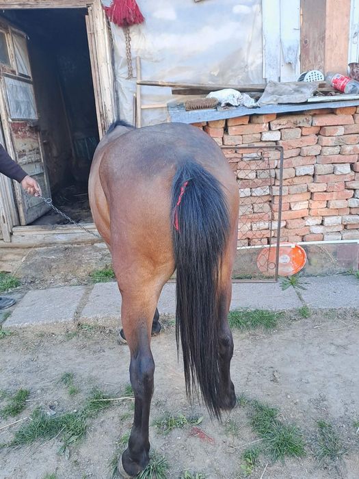 Vand mânză blandă