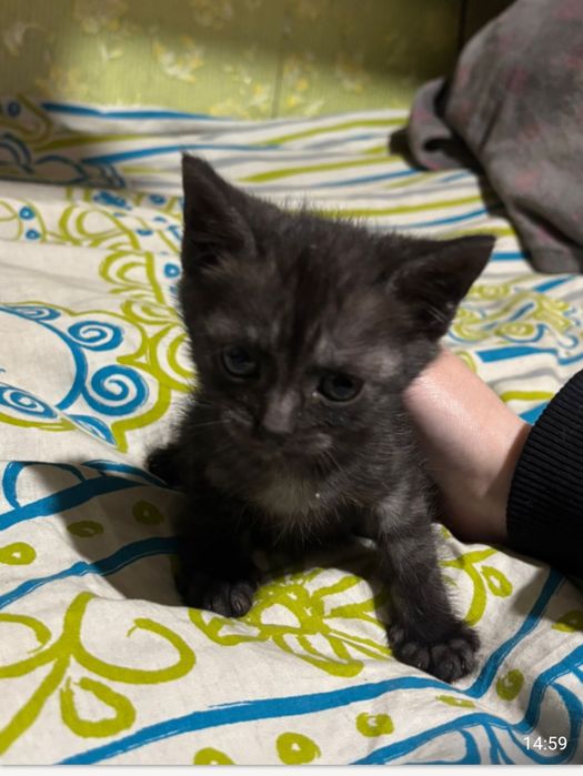 Отдам в добрые руки