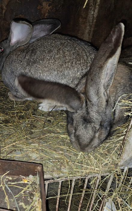 Vând iepuri urias german