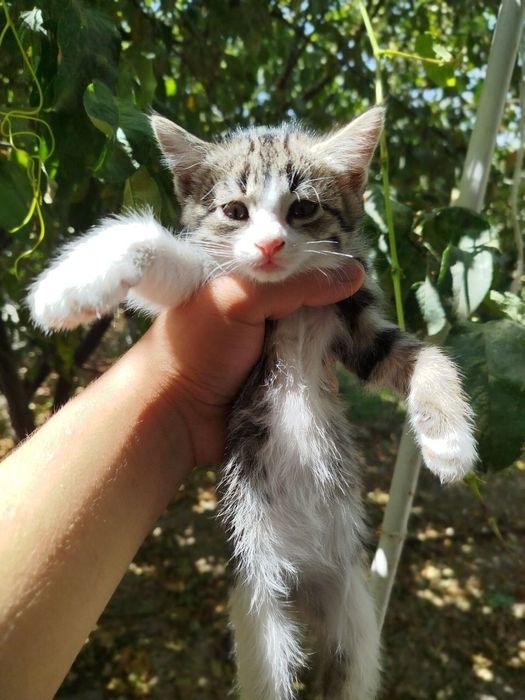 Mushuk la sotiladi 100 000 mindan 5 ta mushu