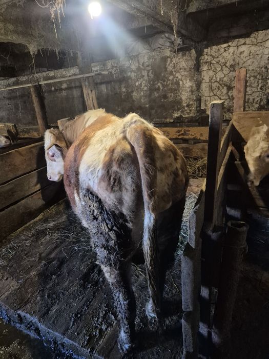 Продам быка с откорма