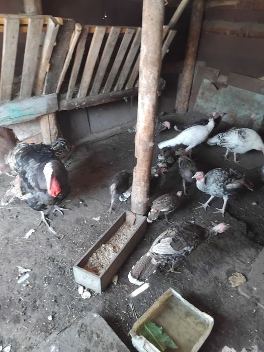 Продаю индюки домашние