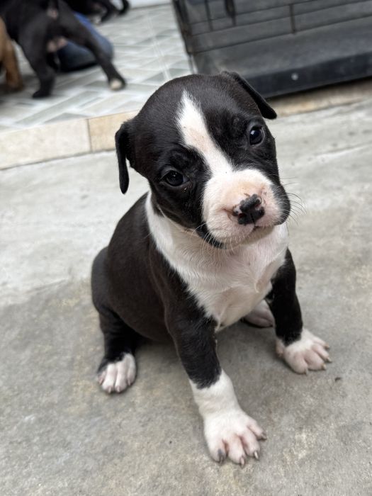 Femela amstaff rasa pura !