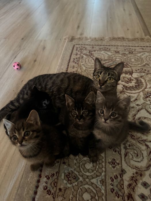 Котята 3 девочки)