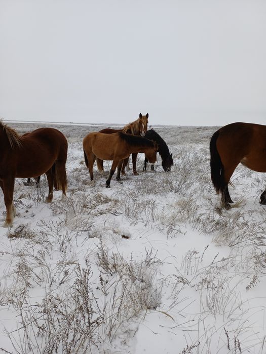 Еркек мұғалжар жабағылар