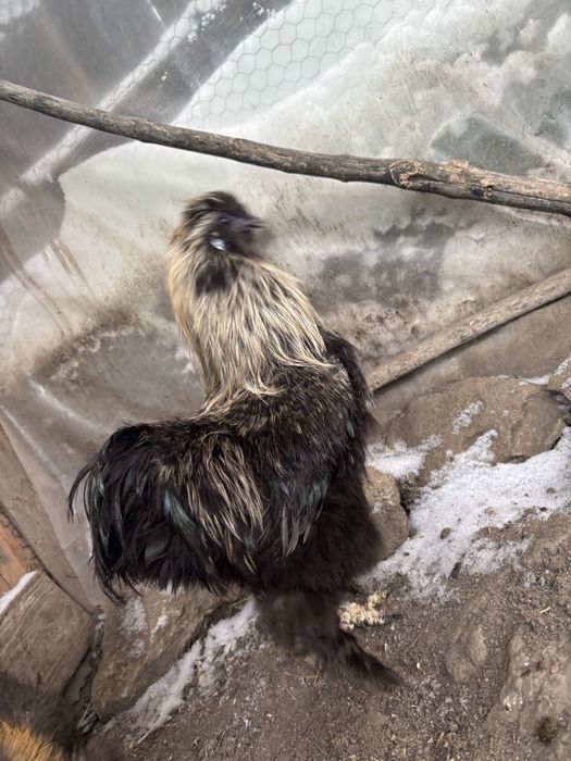 Vand cocos matase japoneza