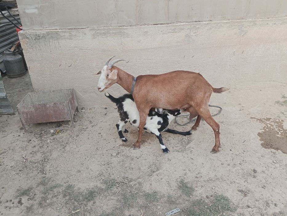 Ешкі сатылады лағымен