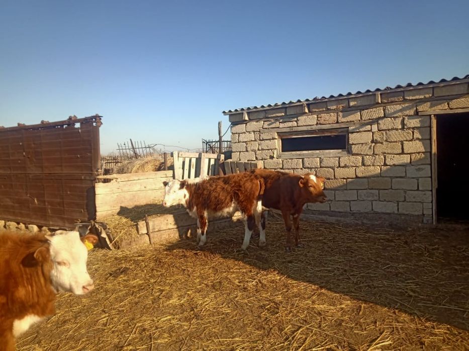 Баспактар сатылады.