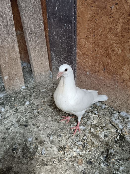 Pui voiajori albi și turturelele râzătoare