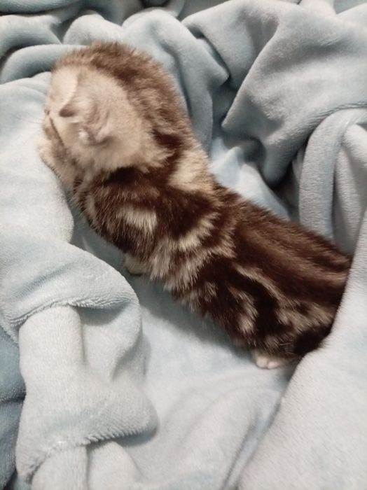 Продам котенок мальчик выслоуха Scottish Fold