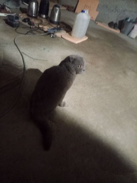 Британский кот продаётся