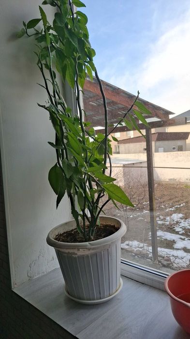 Комнатные цветы,