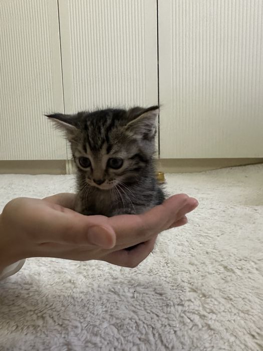 Продам котят, метисы британцев
