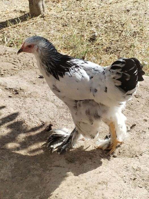 Brama va kora shaxzoda