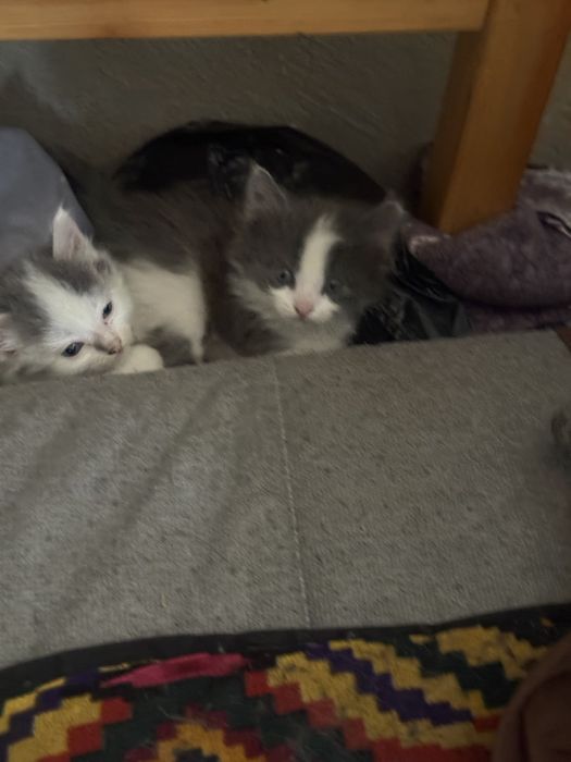 Котята, мальчик и девочка