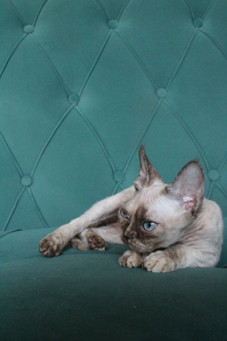 Девочка Девон рекс