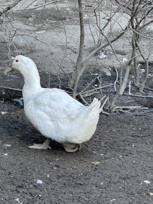 Продам Гуси и уток