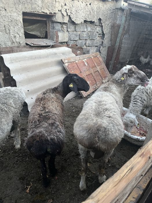 Кой сатам курбан айытка