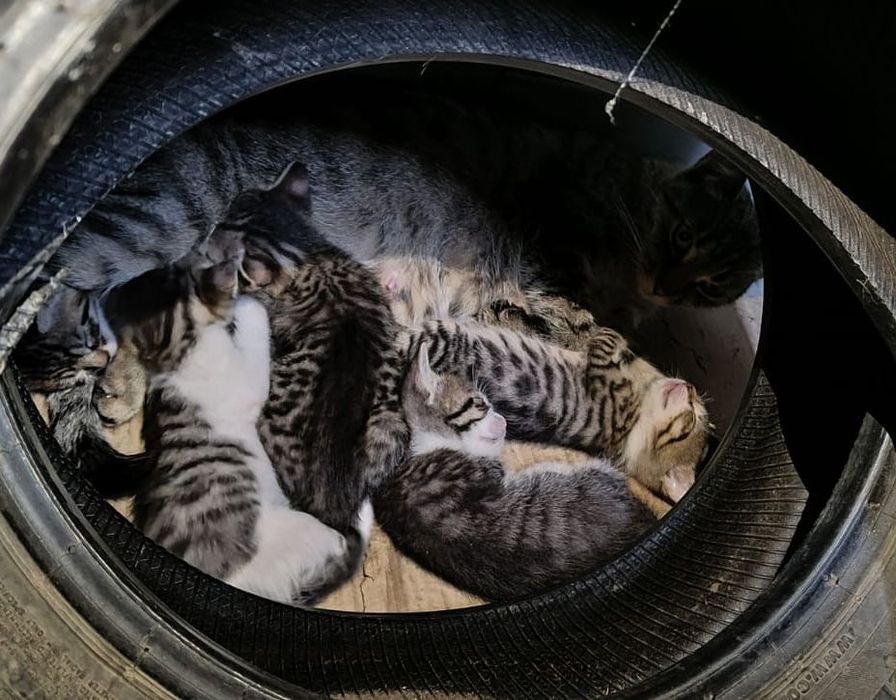Pui de pisică spre adopție